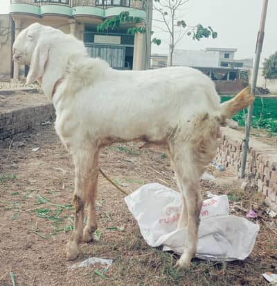 white bakra  donda fresh