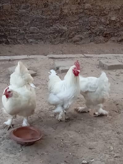 white heavy buff and desi checks for sale