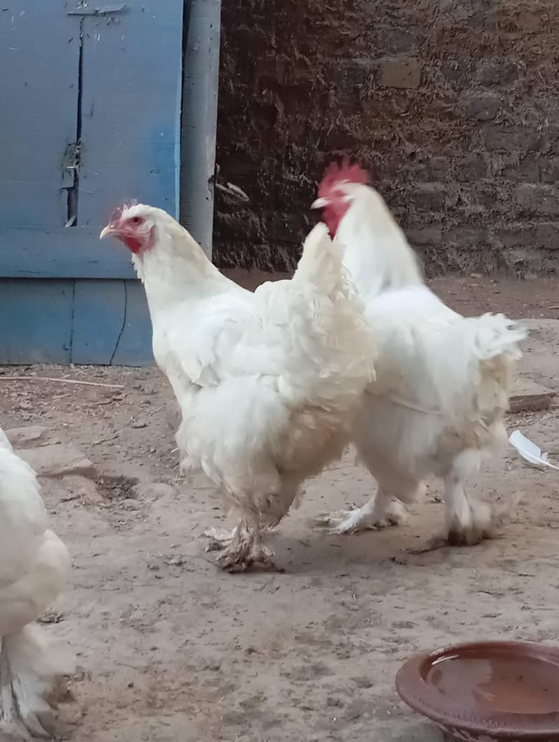 white heavy breader buff 1