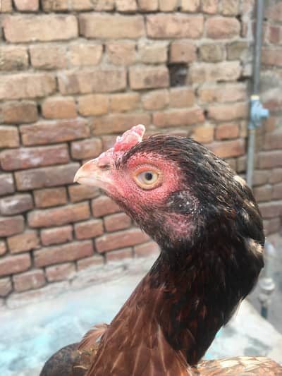 Mianwali Madi for sale