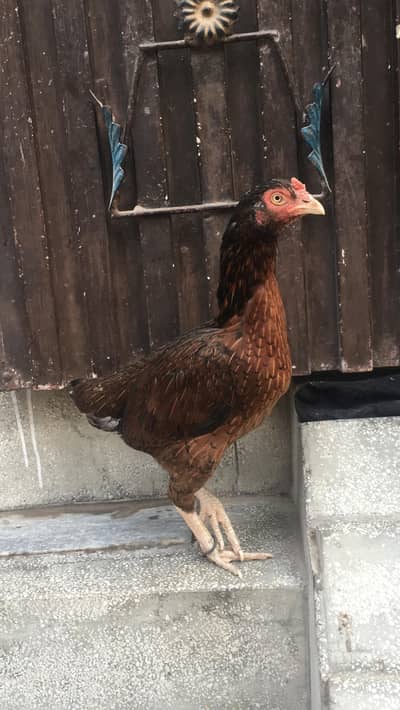 Mianwali Madi for sale