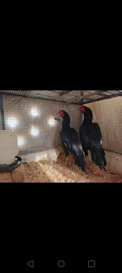 haseel patha h bahot khobsorat