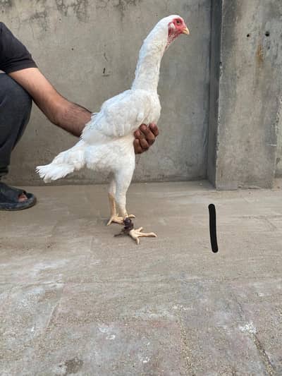 white o shami female active and healthy