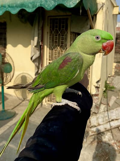 HandTame Raw Parrot / Raw / Handtame / Love Birds / Cocktail /Ringneck