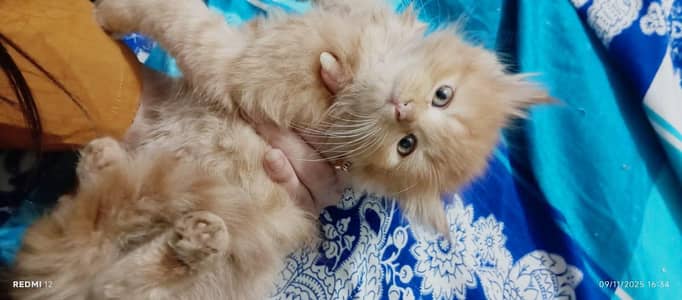 Persian kitten