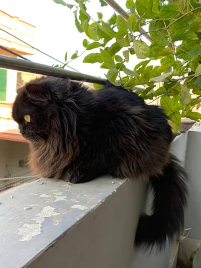 +92 312 6098729 whatsap number