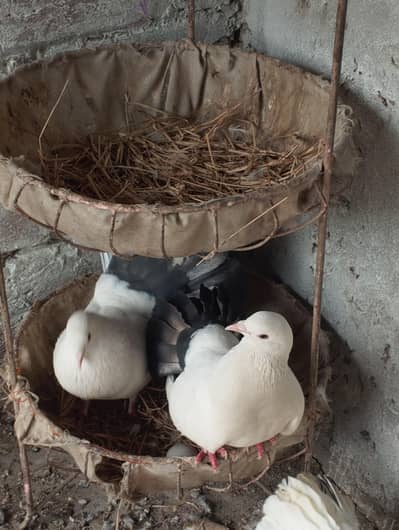 Black tail lucky pairs 03094196420