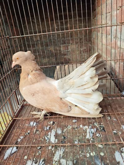 Black tail | white |  lucky males 03094196420