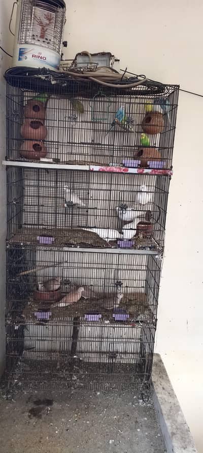 4 Australian parrots pair 5 Dove brown 5 Dove white