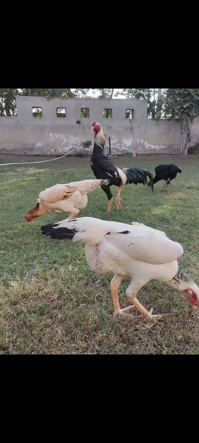 shamo chick par pice 2200 or 4 pice 7000 ka ha