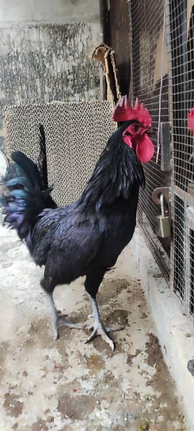 Dessi murgha Ghar ka pla hua