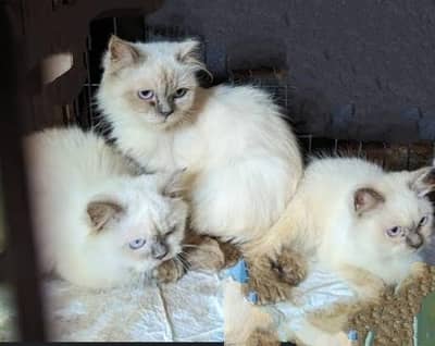 Persian kittens Persian himalian kitten  for sale