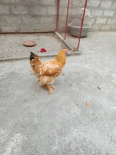 golden buff havey male