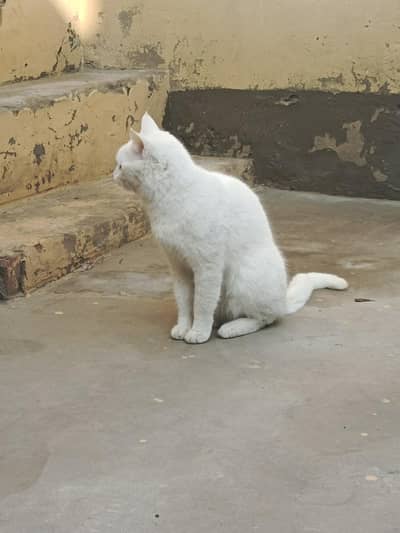 Single Cotted Persian cat for sale