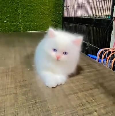 Persian cat triple quote 5 face mein later train