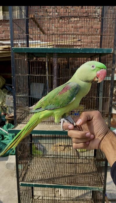Handtame Raw Parrot / Ringneck / Handtame / Lovebird / Cocktail
