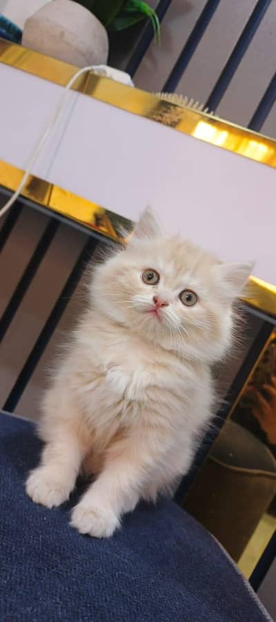 Adorable and playful 2 months old female kitten for sale