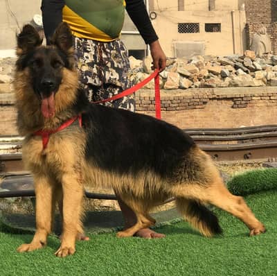 German Shepherd long coated male 6 month for sale