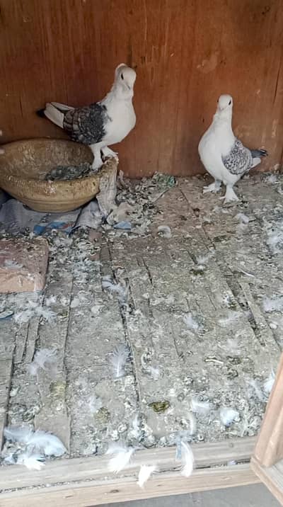 sentient pair for sale