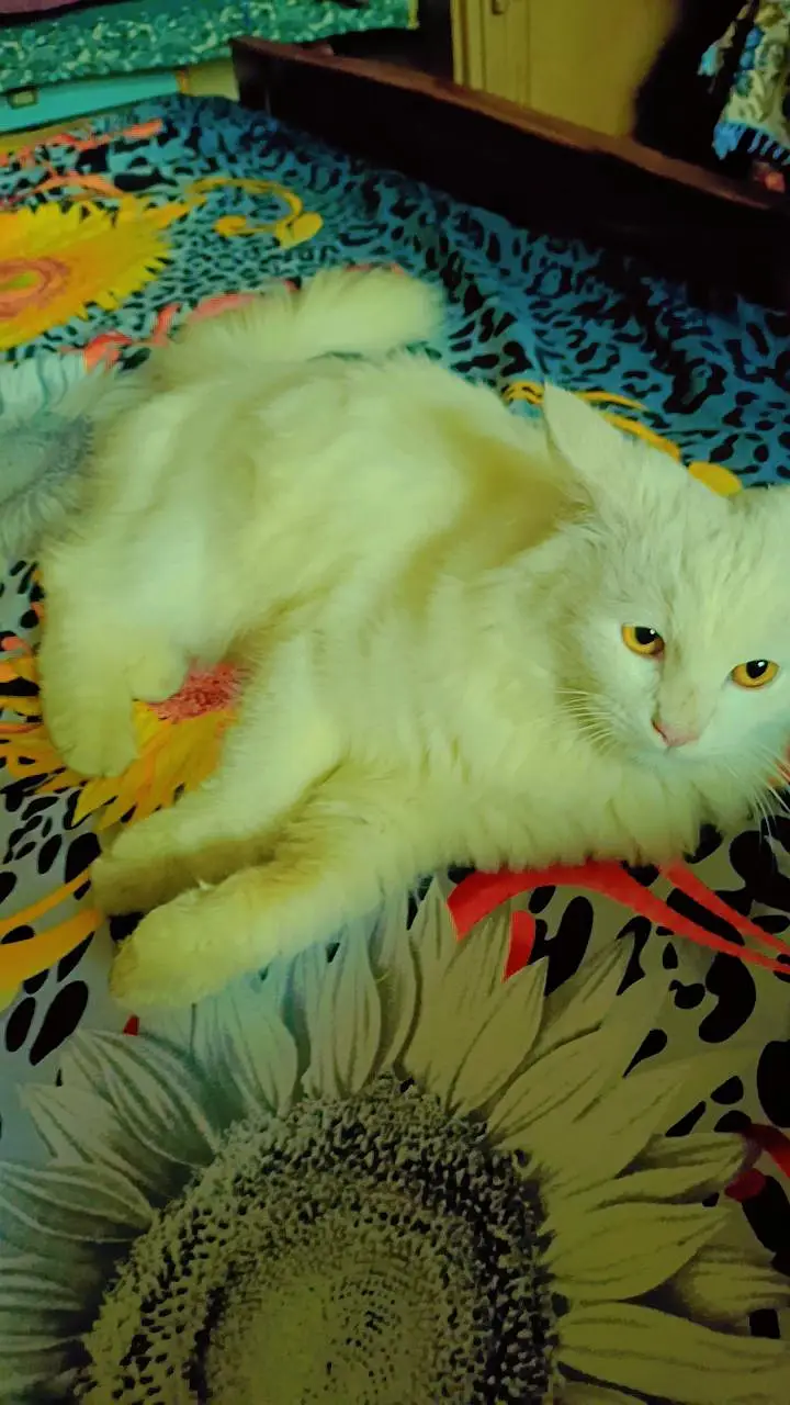persian cat