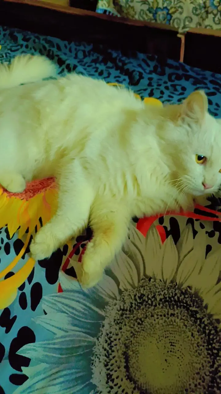 persian cat — photo 2