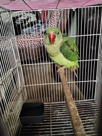 raw parrot for sale