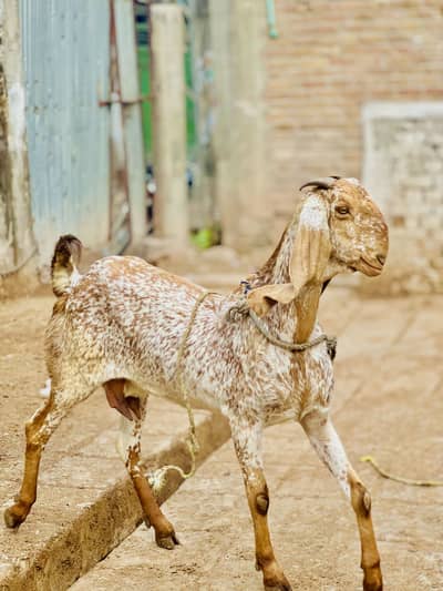 Top Quality Makkhi Cheeni Goat (Ajwaa)