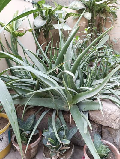 Alovera plants