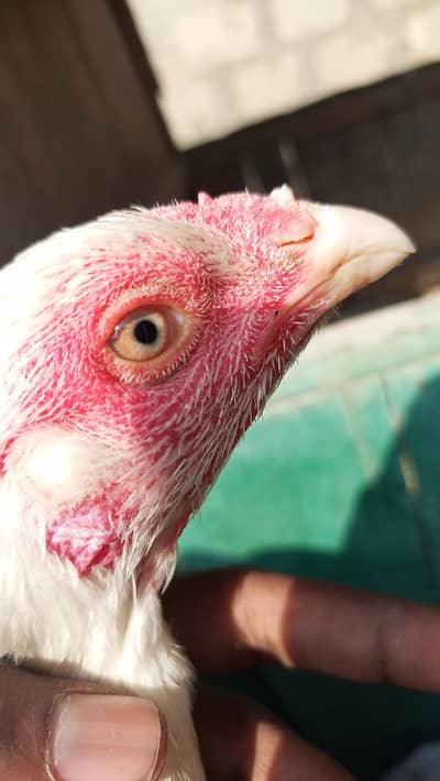 nice breed 03226357361