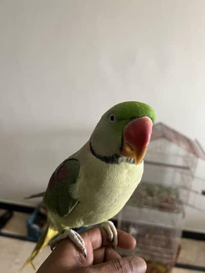 Talking parrot hand met