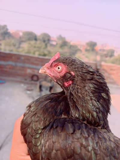 mushki female highly quality 0.3. 2.1. 1.7. 3.3. 8.8. 5