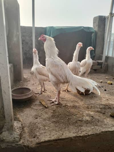 Aseel Heera chicks pure white