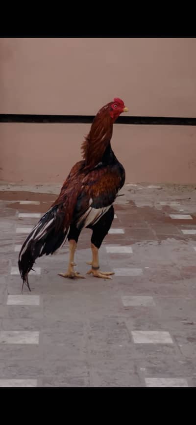 High quality pear breadar