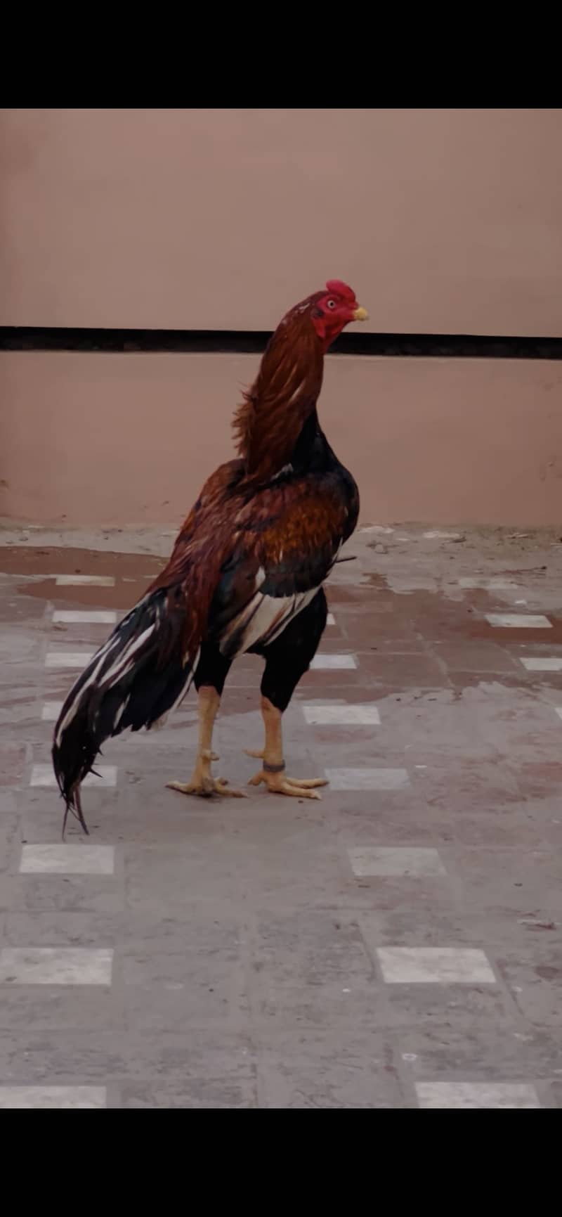 High quality pear breadar 0