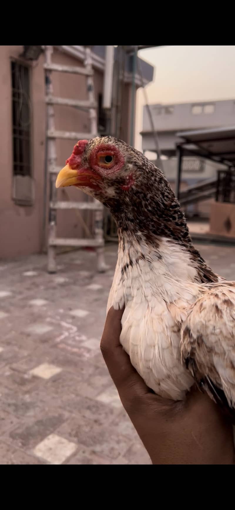 High quality pear breadar 1