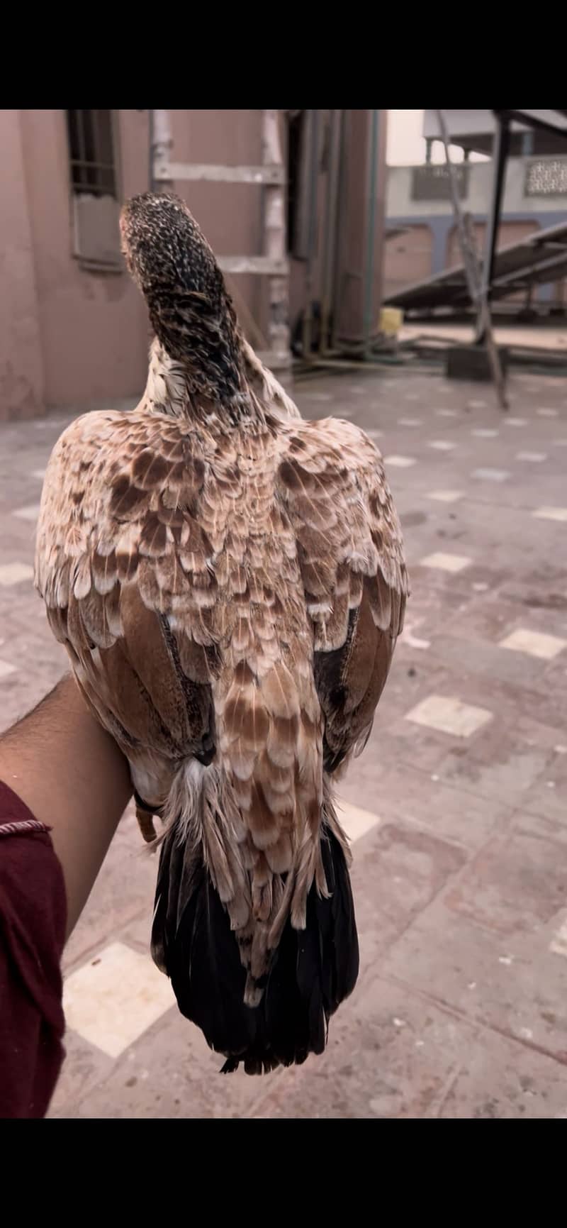 High quality pear breadar 2