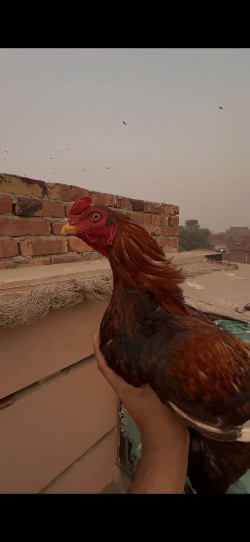 High quality pear breadar 3