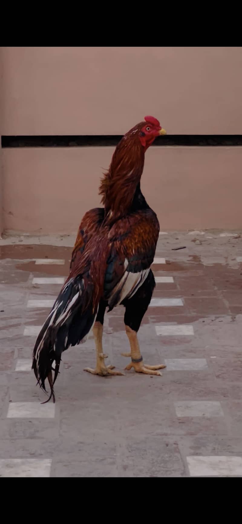 High quality pear breadar 4