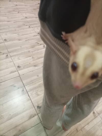 sugar glidders for selll