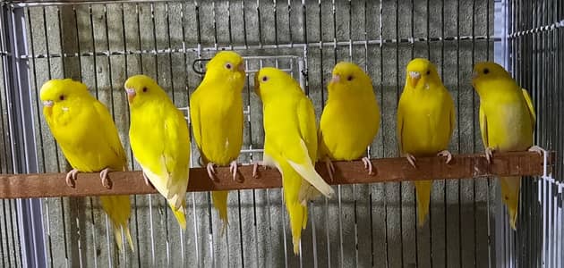 Breeder Budgies & Love Birds for Sale