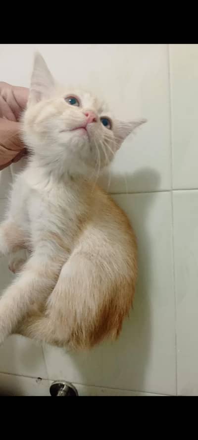 pair of golden persian cats hazel colour eyes tamed