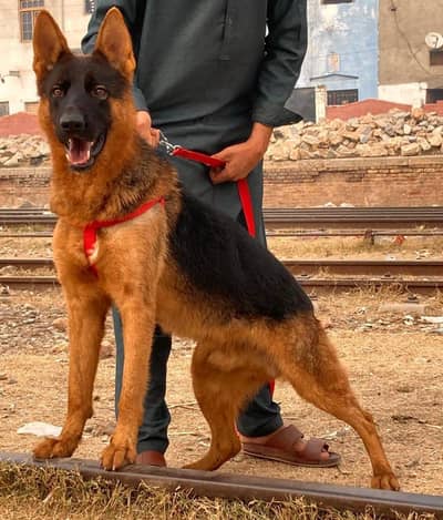 German shepherd double coat full security guard male  for sale