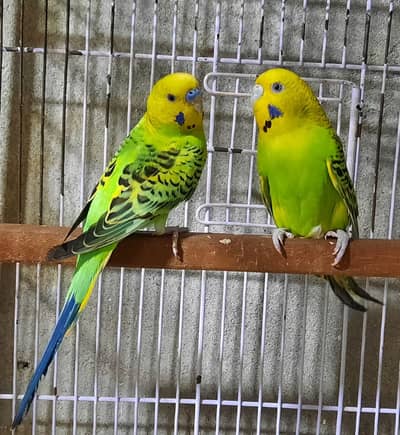 Budgies & Love Birds for Sale