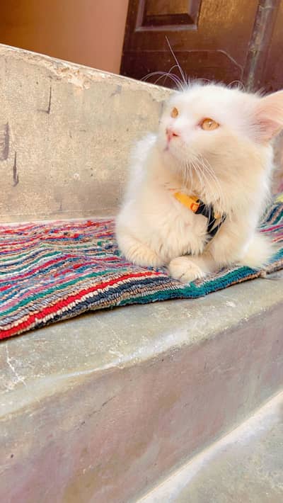 Persian male cat