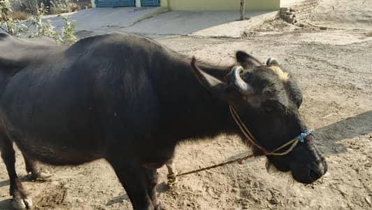 arjant saal 12 later dood pacha Kata ha Male