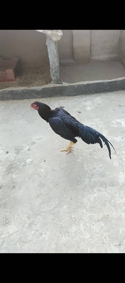 boht hi achy pathy h