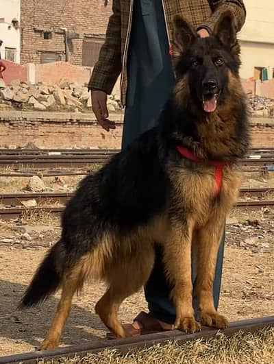 German shepherd proper long coat male age 8 months for sale