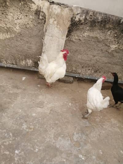 03709303606 contact here aseel ,desi hen and love bird and cocktail