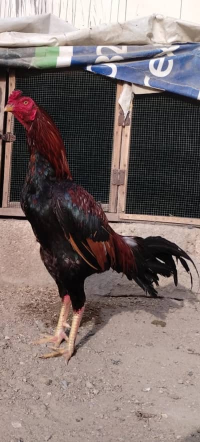 Mianwali Pure High quality and Thai Cross Pathha