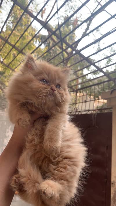 Extreme punch face kitten